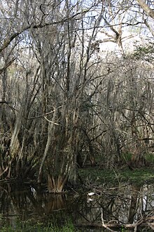 Cypress and white ibis during the winter dry season in Big Cypress National Preserve Cypress Swamp FL.jpg