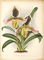 Paphiopedilum × Godseffianum (Paph. hirsutissimum × Paph. boxallii)