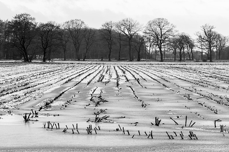 File:Dülmen, Kirchspiel, Feld in Börnste -- 2016 -- 0383-bw.jpg