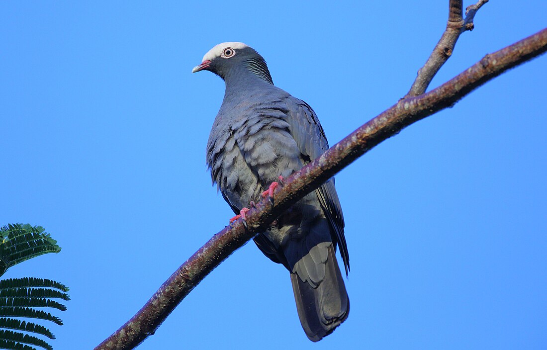 Patagioenas