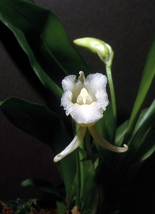 <i>Daiotyla</i> Genus of orchids