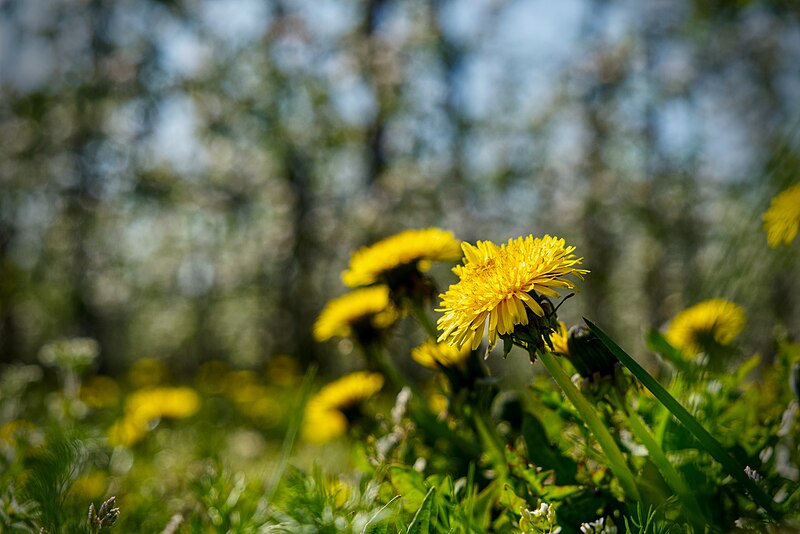 File:Dandelion (40718498823).jpg