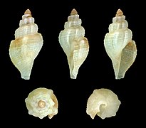 Daphnella gemmulifera, shell, juvenile