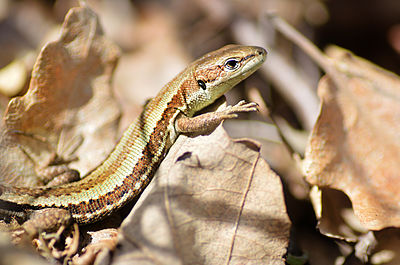 Ящерица осенью. Ящерица Луговая (Lacerta praticola). Луговая ящерица Darevskia praticola. Прыткая ящерица. Понтийская ящерица Darevskia.