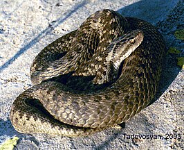 Vipera darevskii