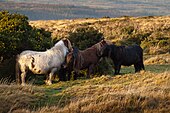 Dartmoor ponies sheltering behind furze Dartmoor ponies sheltering behind gorse.jpg