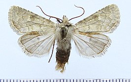 Dasypolia fani