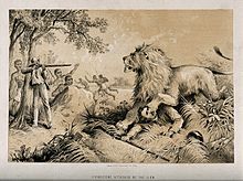 David Livingstone, early European explorer of the interior of Africa, is attacked by a lion. David Livingstone attacked by a lion in Africa. Lithograph. Wellcome V0018847.jpg