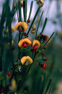 <i>Daviesia rubiginosa</i> Species of legume