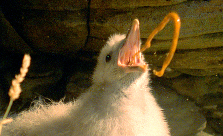 A northern fulmar chick protects itself with a jet of stomach oil.