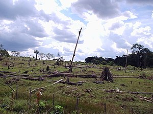 Impact of deforestation on natural habitat of trees