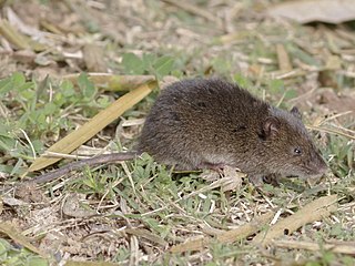 <span class="mw-page-title-main">Kemp's grass mouse</span> Species of rodent