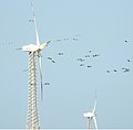 Demoiselle cranes flying past wind turbines, Gujarat.jpg