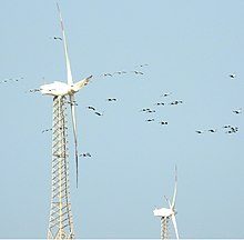 Demoiselle cranes flying past wind turbines, Gujarat Demoiselle cranes flying past wind turbines, Gujarat.jpg