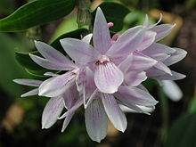 Dendrobium ceraula - Flickr 003.jpg