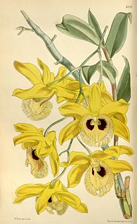 <i>Dendrobium hookerianum</i> Species of orchid
