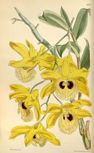 File:Dendrobium hookerianum.jpg