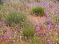Desert Flowers Central Australia.jpg
