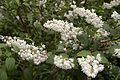 ウツギ Deutzia crenata