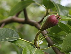 developing pear.