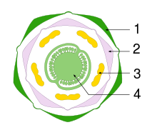 Floral diagram of the potato (Solanum tuberosum), Legend: 1 = sepals 2 = petals 3 = stamens 4 = superior ovary Diagramme floral Solanum tuberosum-tag.svg