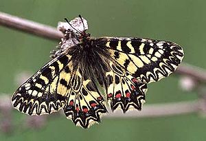 Osterluzeifalter (Zerynthia polyxena)