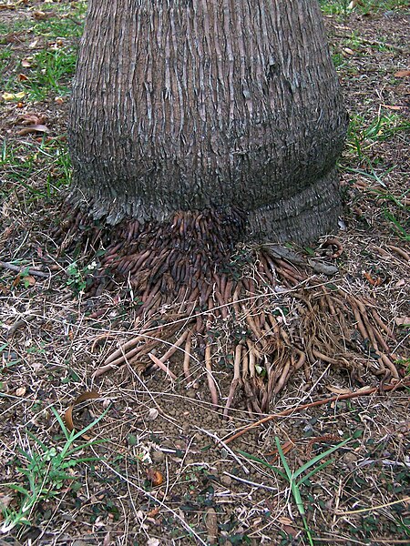 File:Dictyosperma album big foot with roots.JPG