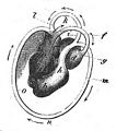 Seite 94 Fig. III. [ohne Signatur]