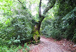 Wanderweg im Dilek Nationalpark