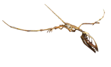 Dimorphodon Flight Pose.png