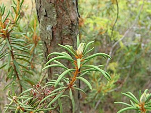 Dixi-Rhododendron tomentosum.jpg