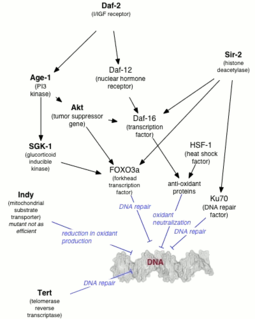 Genetics of aging Overview of the genetics of aging