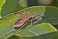 * Nomination Dock Bug (Coreus marginatus) --Charlesjsharp 15:41, 30 July 2022 (UTC) * Promotion Good quality. --Snowmanstudios 18:39, 30 July 2022 (UTC)