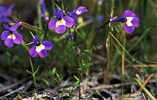 <i>Downingia bicornuta</i> Species of flowering plant