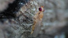 File:Druid fly (Sobarocephala flava) grooming.webm