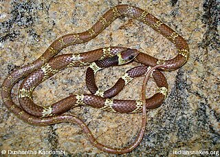 <span class="mw-page-title-main">Vellore bridle snake</span> Species of snake