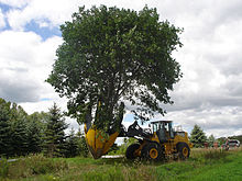 Moving a tree Dutchman 95 Tree Spade on Loader.jpg