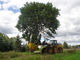 <span class="mw-page-title-main">Tree spade</span> Machine for transplanting trees