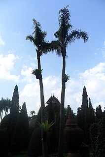 <i>Dypsis madagascariensis</i> species of plant in the family Arecaceae