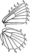 EB1911 Lepidoptera - Neuration of Wings in Lycaena.jpg