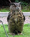 Eagle.owl.arp.750pix.jpg