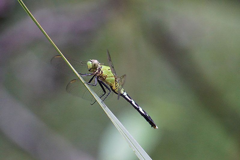 File:Eastern Pondhawk Dragonfly.jpg