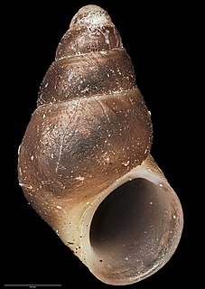 <i>Eatoniella albocolumella</i> Species of gastropod