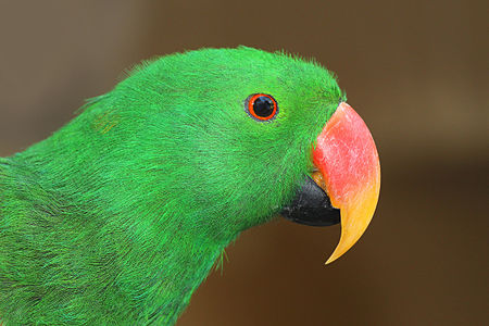 Portrait of a male Eclectus Parrot, Eclectus roratus