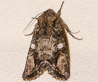 <i>Egira perlubens</i> Species of moth