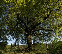 English oak (Quercus robur)