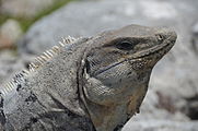 English: Picture taken in archaeological zone El Rey, Cancún Deutsch: Bild aufgenommen in der archäologische Zone El Rey, Cancún