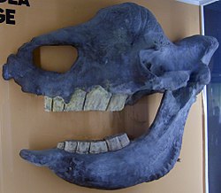 Elasmotherium sibiricum skull.jpg