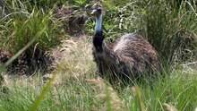 ملف:Emu feeding on grass.ogv