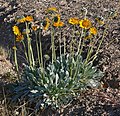 Enceliopsis argophylla